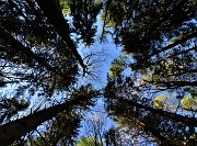 31 Alti abeti svettano verso il cielo